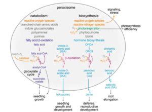 Peroxisomes Description