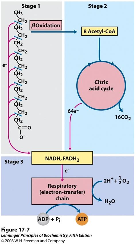 Fatty Acid Beta Oxidation – BIOC*2580: Introduction to Biochemistry