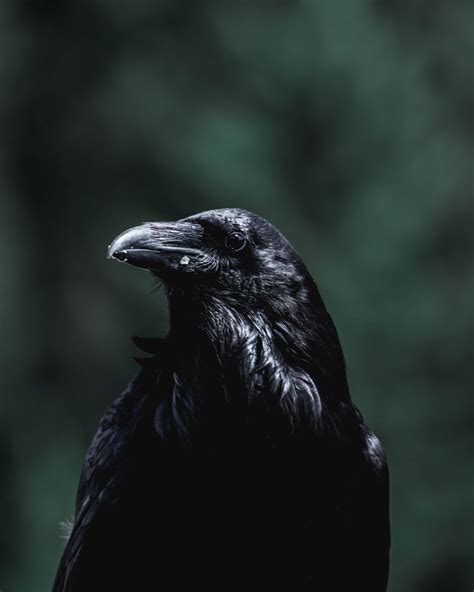 The Crow 4K Wallpapers - Top Free The Crow 4K Backgrounds - WallpaperAccess