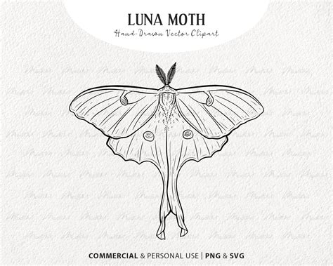 Luna Moth Vector Clip Art. Digital Printable Insect Line - Etsy Australia