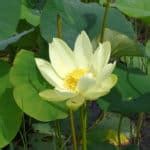 15 Native Texas Pond Plants (Top Species) - Pond Informer