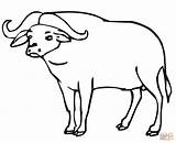 Carabao Coloring Pages At GetColoringscom  Free Printable Colorings sketch template