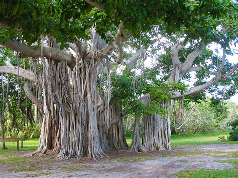 Hugh Taylor Birch State Park | Florida Hikes!