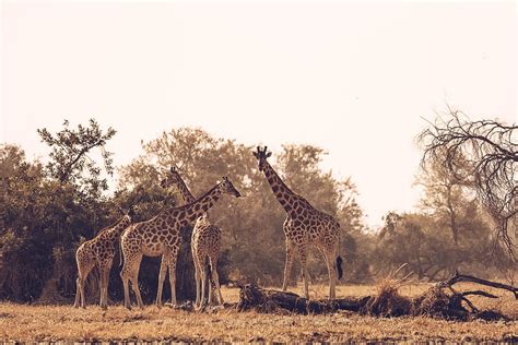 Saving Kordofan giraffe in Chad - Giraffe Conservation Foundation