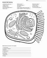 Cell Structure Coloring Pages sketch template