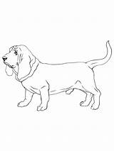 Basset Hound Cani Stilizzati Facili Kleurplaten Mammiferi Hunde  sketch template