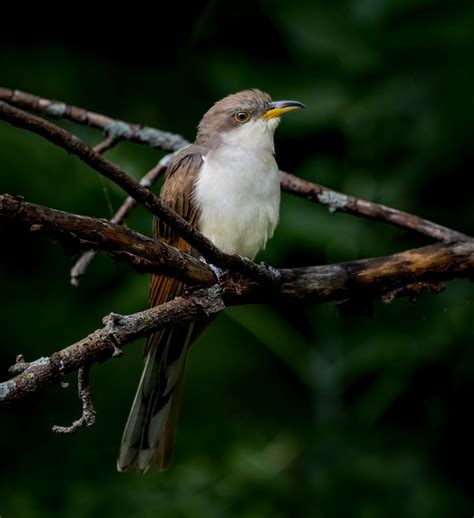 Yellow-billed Cuckoo - Owen Deutsch Photography