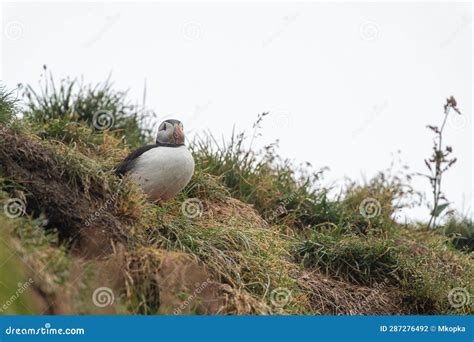 Atlantic Puffin Near His Burrow, in Iceland Stock Photo - Image of ...