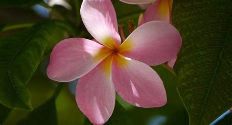 Identify Flowers in Sanibel Island | David L. Schuldenfrei