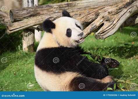 Baby Giant Panda Smile at Me Beauval Zoo Stock Photo - Image of beauval, baby: 179550206