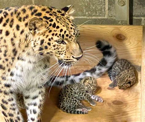 Two Endangered Amur Leopard Cubs Born at Saint Louis Zoo