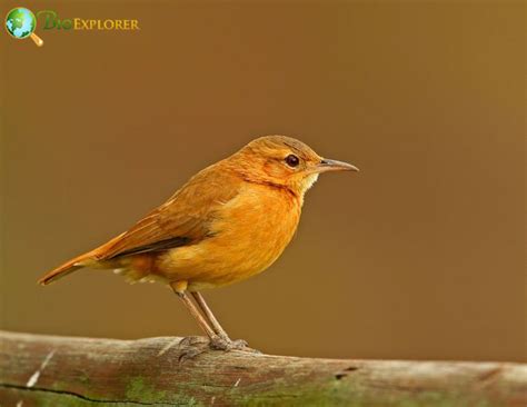 Rufous Hornero | Furnarius rufus | Ovenbird of South America