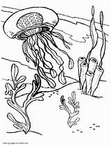 Printable sea Animals Jellyfish coloring Page  COLORING PAGES sketch template