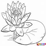 1074 Flower Coloring Pages  ColoringPagesOnlycom sketch template