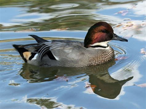 Pin on Bird Families: A