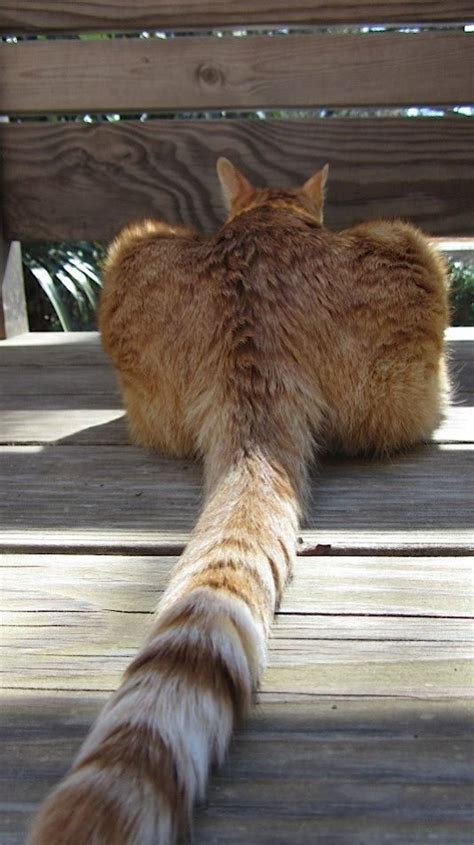 10 Amazing Cats With The Longest Tails – Viral Cats Blog