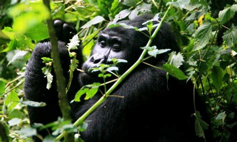 Gorilla trekking in Congo | Gorilla Safaris in Congo | Congo safaris