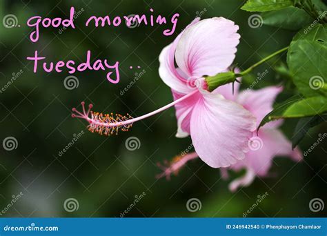 Good Morning Tuesday Message Card Handwriting with Pink Flowers ...