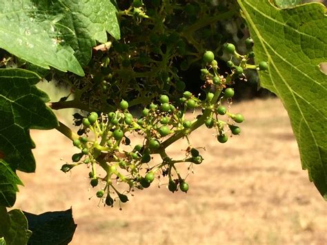 Viticulture 101: Grape bloom, flowering and fruit set in the vineyard ...