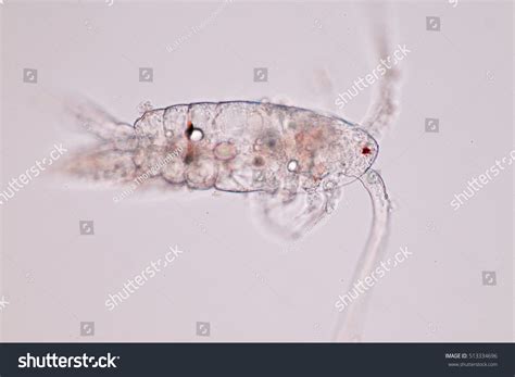 Copepod Zooplankton Freshwater Marine Under Microscope Stock Photo ...