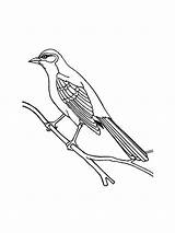 Mockingbird coloring Page sketch template