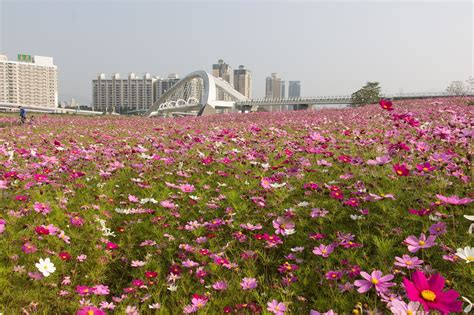 Sea of flowers,taiwan,sunshine sports park,free pictures, free photos - free image from needpix.com