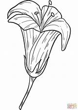 Lily coloring page  Free Printable Coloring Pages sketch template