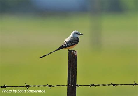 Birding Trails - Tennessee Wildlife Resource Agency | Scissor-tailed Flycatcher