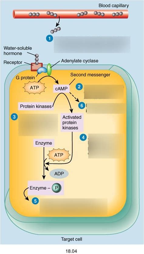 A&P1: Action of Water Soluble Hormones Diagram | Quizlet