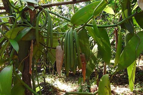 How to Grow Your Own Vanilla