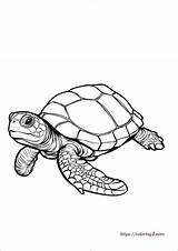 Turtle Coloring Pages  25 Free Printable Coloring Sheets 2024 sketch template
