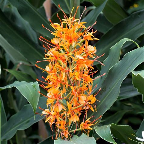 Hedychium Aurantiacum (Ginger Lilly) - Enchanted Gardens Kent