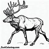 Rocky Mountain Elk Coloring Pages  For Kids – Smart Creative sketch template