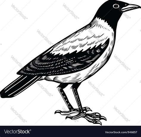 Crow Royalty Free Vector Image - VectorStock