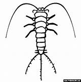 Silverfish Coloring Page  Free Online sketch template