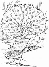 Peacocks coloring Page  Download Print Or Color Online For Free sketch template