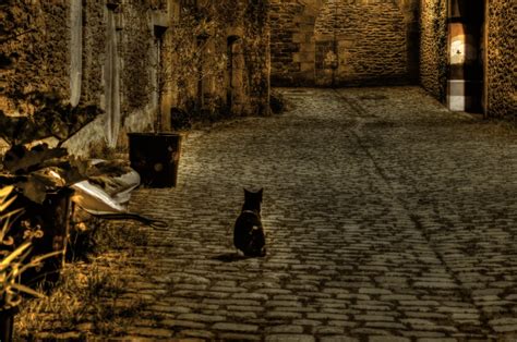 Gambar : jalan, malam, tua, trotoar, kucing, kegelapan, jalur, pierre ...