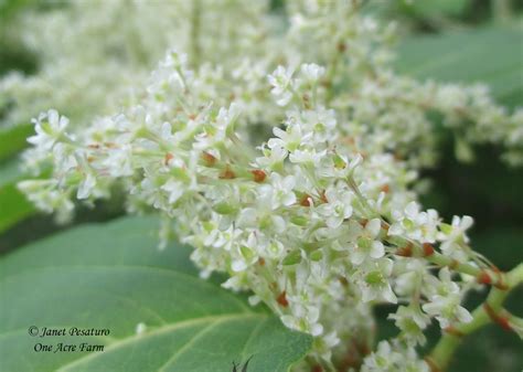 Japanese Knotweed Identification and Juicing