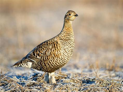 Black Grouse Bird Facts (Lyrurus tetrix) | Bird Fact