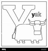 Printable A4 Letter Y Is For Yak Coloring Page sketch template