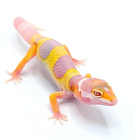 Albino Leopard Gecko – Reptile Pets Direct