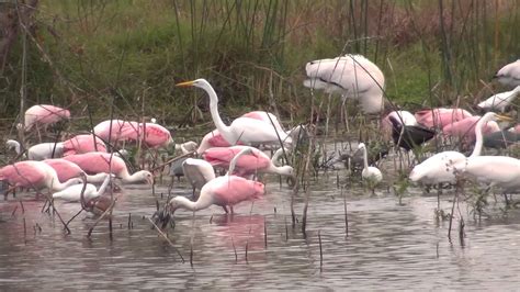 So Many Birds at The Celery Fields! - YouTube