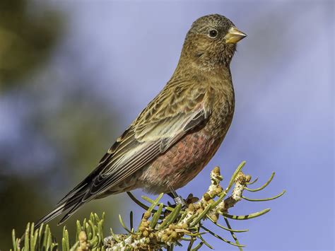 Brown-capped Rosy-Finch - eBird