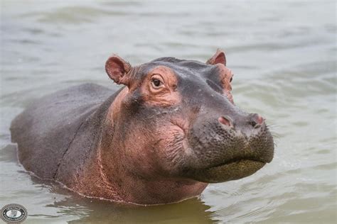 Hippo Digestive System - St Lucia South Africa