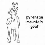 Kids Line Illustration Coloring Pyrenean Mountain Goat Outline Vector  sketch template