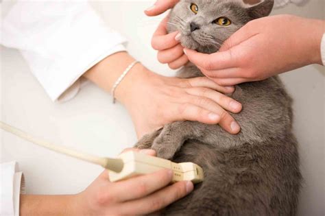 The Advantages of Ultrasound in Veterinary Medicine | All Creatures Veterinary Hospital ...