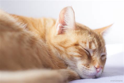 7 Facts About Your Cat’s Sleeping Habits – iHeartCats.com – All Cats ...