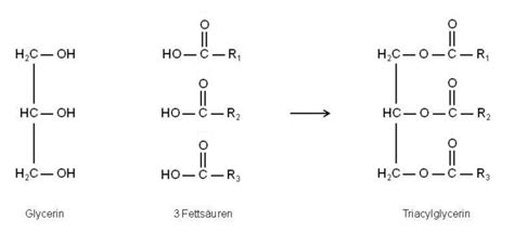 Bildung eines Triacylglycerins - DocCheck