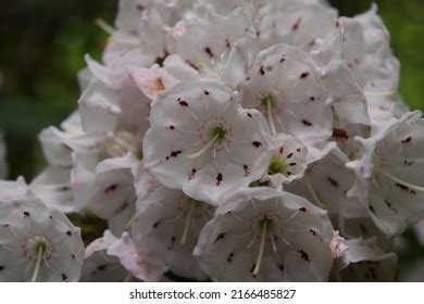 Closeup Mountain Laurel Flowers Stock Photo 2166485827 | Shutterstock