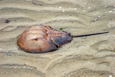 Merostomata - horseshoe crabs | Wildlife Journal Junior